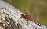 Moustached Darter (male, Sympetrum vulgatum)